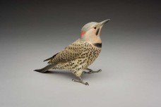 /userimg/JB54L/Yellow-shafted Flicker Larry Barth.jpg